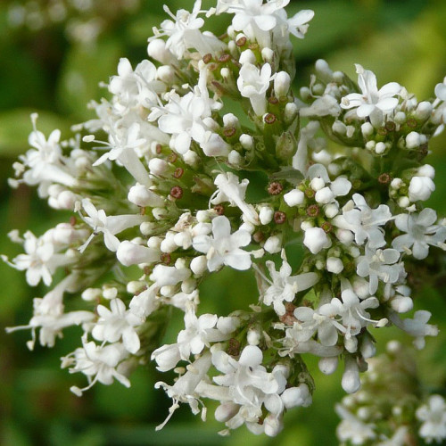 Valeriána lekárska – ( Valeriana officinalis L. ) / živá bylinka, rastlinka v kvetináči